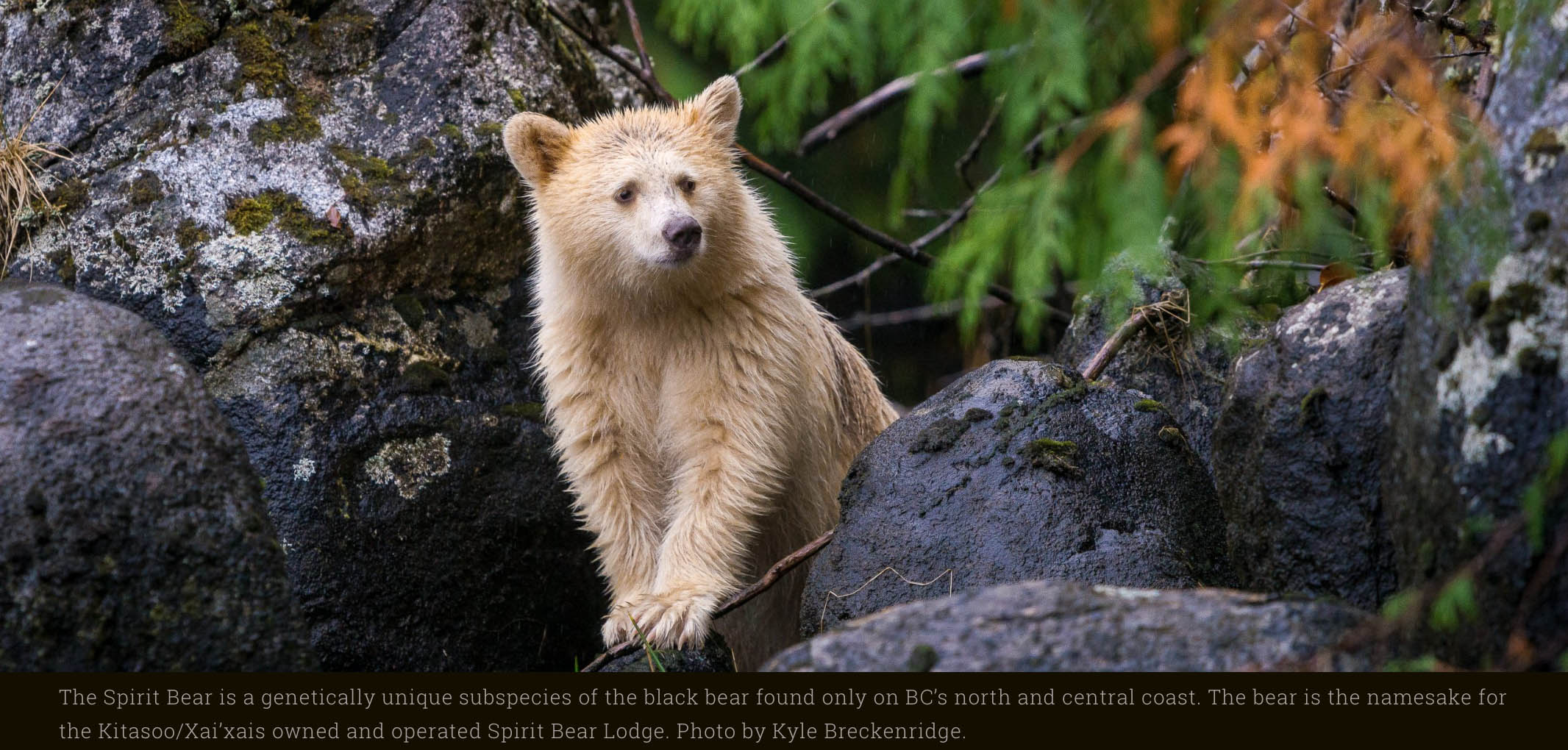 Spirit Bear Lodge – Community-based tourism in the Great Bear